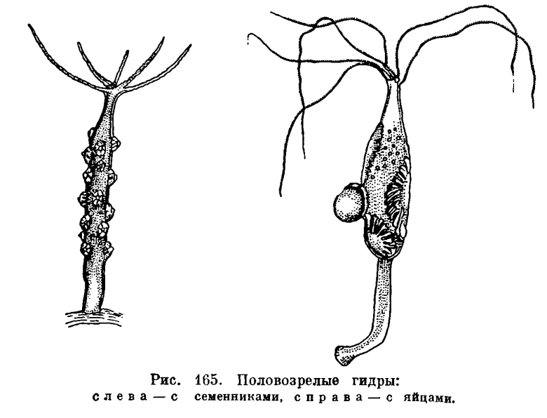 Купить гашиш цена